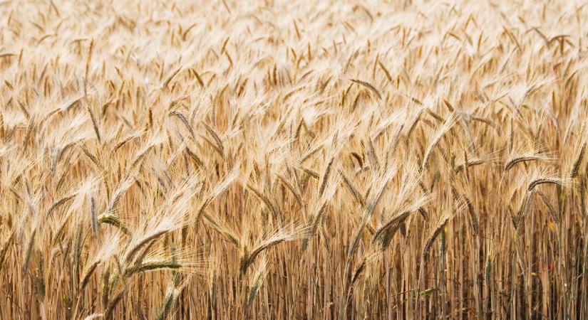 Megfordult a trend: ez most mindent megváltoztatott a búzapiacon