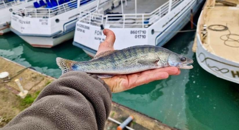 Balatoni haltelepítés: 578 kg egy- és kétnyaras süllőt engedtek a tóba