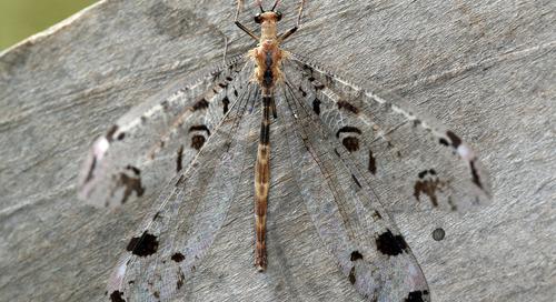 Odúlakó faj kapta az év rovara címet