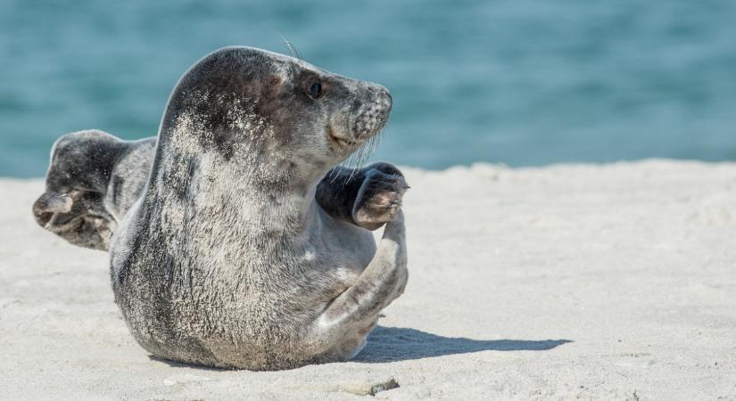 Ezer eurós jutalom egy fóka nyugalmáért
