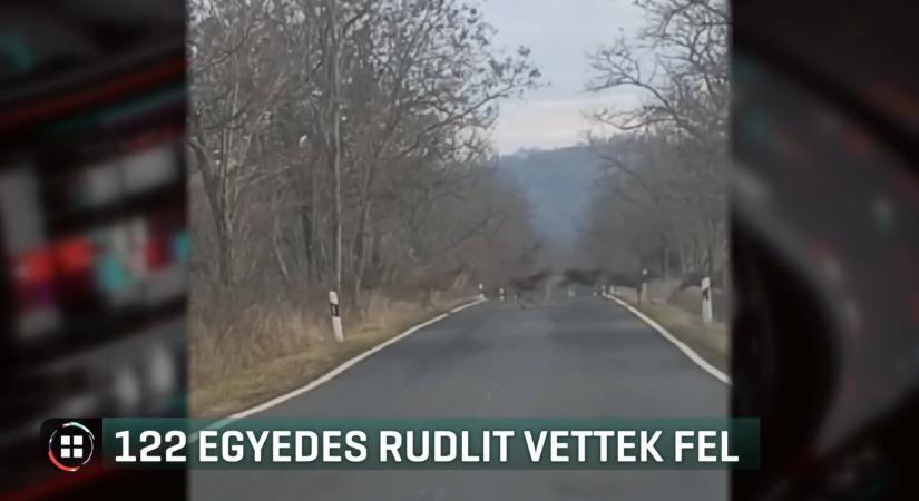 Ritka pillanat: 122 egyedes szarvasrudli kelt át az úton