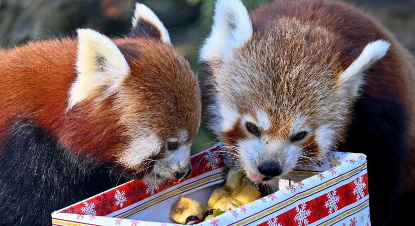 Ellopták a karácsonyi show-t a cuki állatok: különös ajándékozás, egy falatnyi gibbonbébivel - fotók