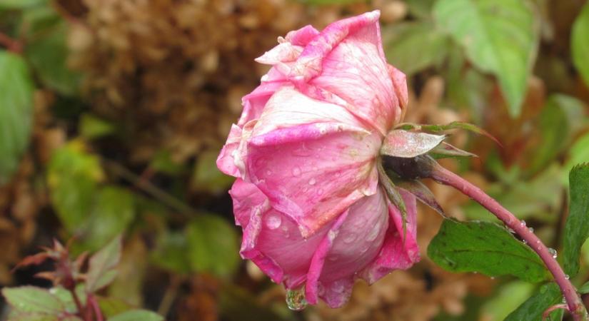 Mit lehet még megcsinálni a kertben két ünnep között, ha nem fagy?