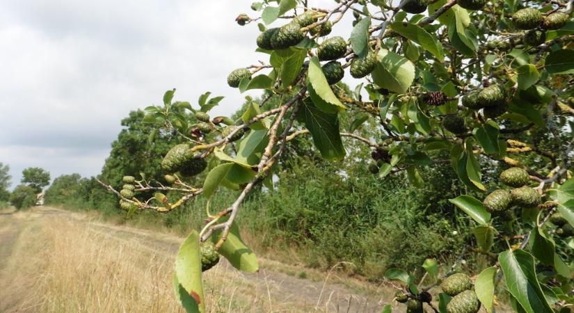 Három éger, egy kert – melyik éger illik hozzád igazán?
