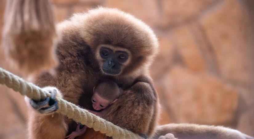Világritkaság: fehérkező gibbon született a debreceni állatkertben