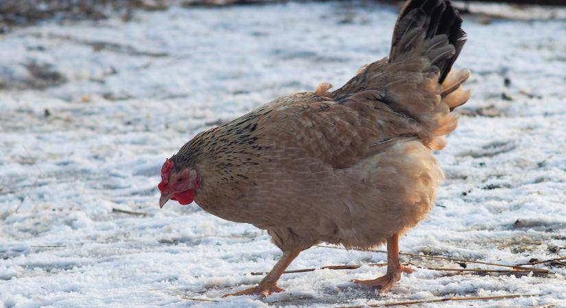 Folytatódnak a fagyok