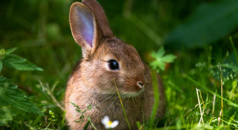 Itt a nyuszi, hol a nyuszi – fejtörő, ami aztán tényleg próbára teszi a látásod
