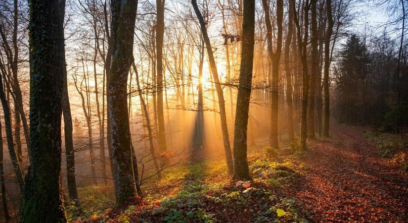 Több mint száz gigantikus fenevad árasztotta el az utat Nógrádban, olyasmit rögzített a kamera, amitől megszólalni sem tudott a szemtanú