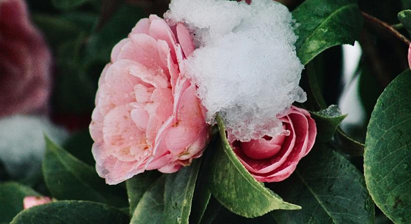 Ma, december 28.: Kamilla ünnepel – Szívből köszöntjük őket!