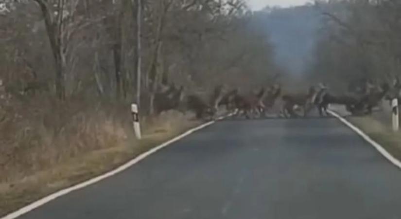Ilyen hatalmas csapatot még ritkán látni Magyarországon – szarvasvonulás videón
