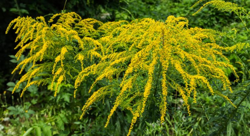 Bejutottak a károsítók Magyarországra: kiderült, nagy a baj itthon is