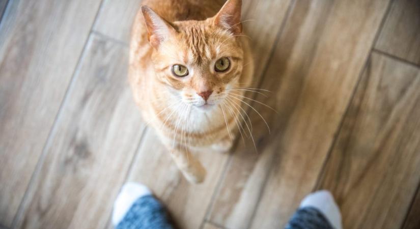 Hogyan ismerik fel a macskák a gazdáikat? Ezek a támpontjai