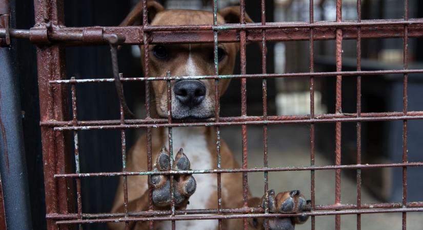 Fél a kutya a tűzijátéktól? - zalai állatorvos tanácsai, ha kedvencünk pánikol szilveszterkor