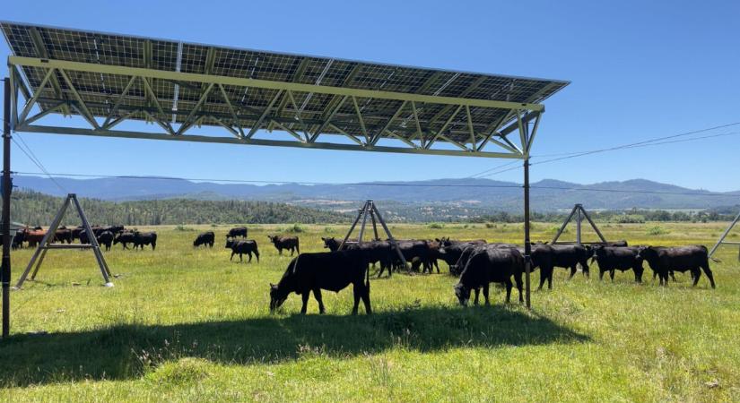 Már a szarvasmarhák is napelemek alatt legelhetnek