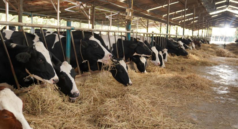 Váratlan fordulat a tejpiacon - visszatérhet a külföldi vevő, akit korábban kitiltott a kormány