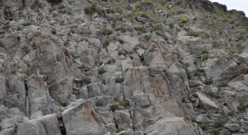 Optikai illúzió: látja, milyen állat van a képen? Átlagon felüliek a képességei