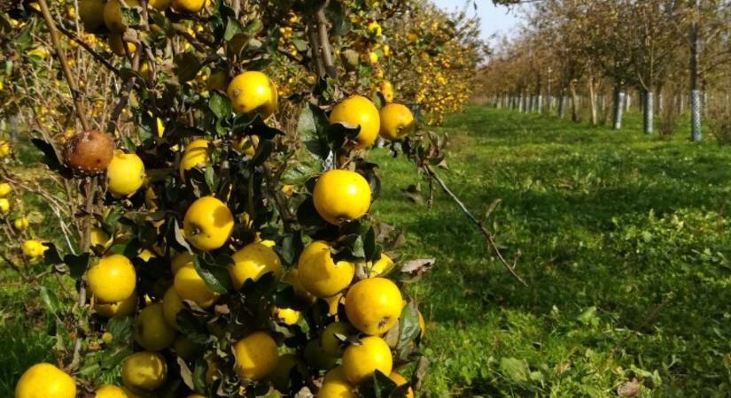 Szavazz te is 2026 legjobb hagyományos almafajtájára!