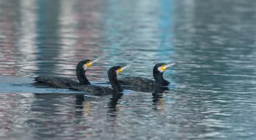Vita a Balatonnál: szükséges beavatkozás vagy túlzó madárgyérítés? (videó)