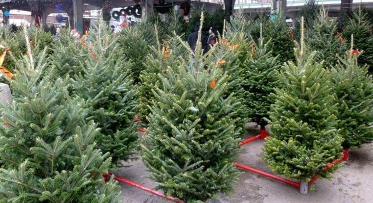 Idén 11%-kal csökkent a karácsonyfák iránti kereslet