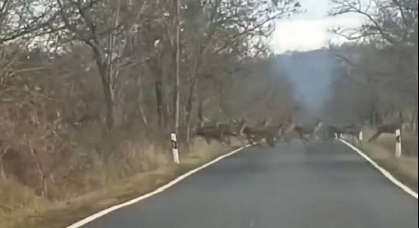 Hiába vagy zalai, ilyen hihetetlenül nagy szarvasrudlit még biztosan nem láttál (videó)