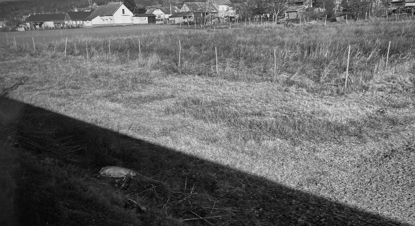 Mit tegyünk, ha elpusztult állatot látunk az út szélén?