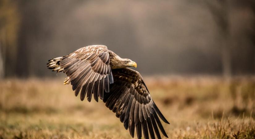 A petárda és tűzijáték évente állatok ezreit pusztítja el
