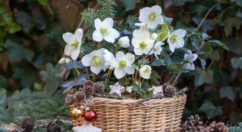 Karácsonyi rózsa gondozása: Így marad sokáig szép a virág