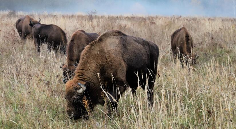 Soha nem látott mértékű támogatást kap ez az ágazat VIDEÓ