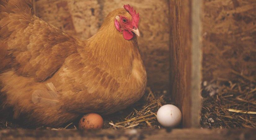 Nem tojnak a tyúkok? Nézzük a tollakat!