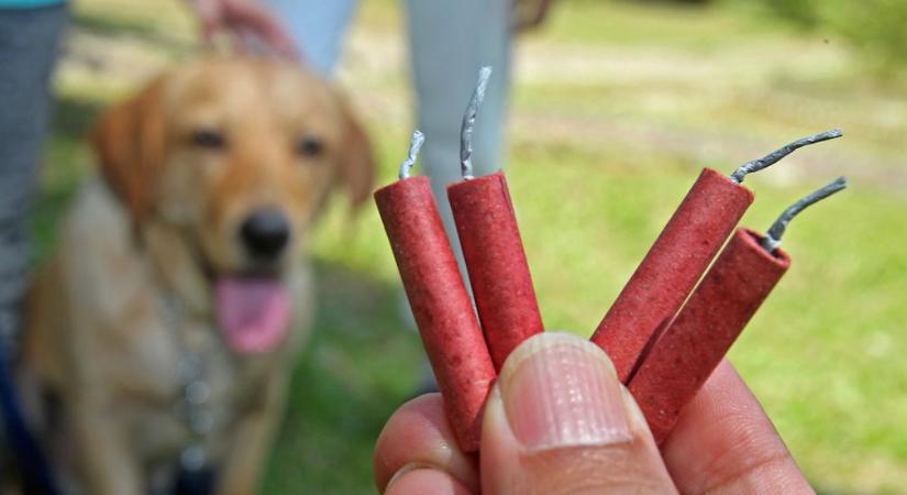 Állati jó tanácsok Szilveszterre – előzzük meg a tűzijáték baleseteket!