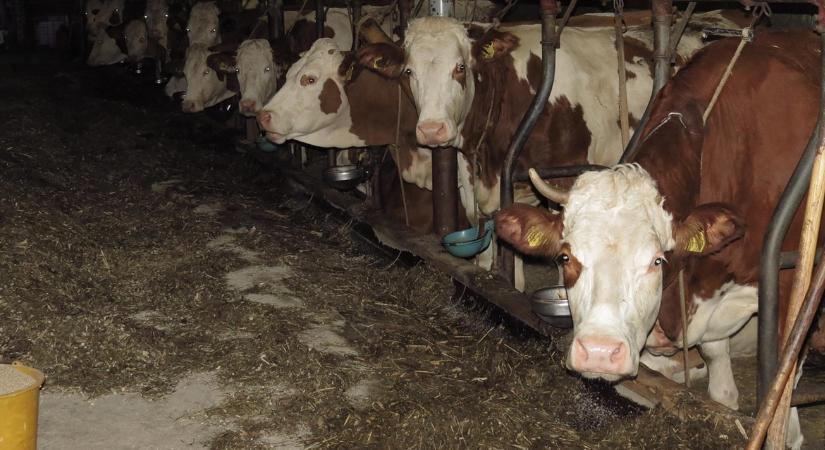 Az itatók téli karbantartása – mi működik fagyban is?