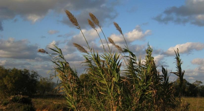 Figyelmeztetést adtak ki a viharos szél miatt több vármegyében