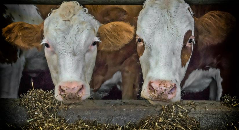 Változó takarmányipari alapanyag szortiment
