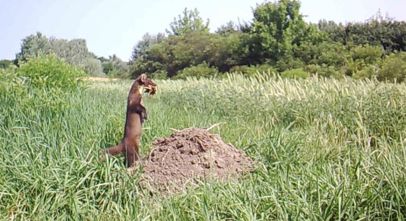 Éjszakai ragadozó az ártéri erdőkben, nyuszt a Körös–Maros Nemzeti Parkban