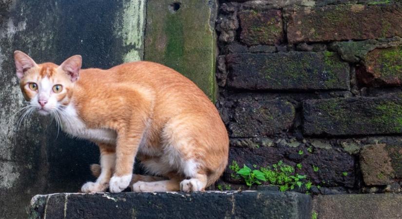 Eddig bírja a macska étel és víz nélkül: így hat a szervezetére az éhezés