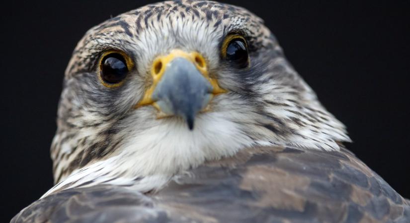 Ez a kerecsensólyom dicsőséges megmenekülésének éve volt