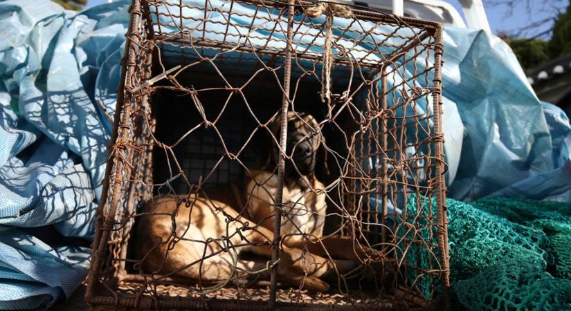 Tilos lesz a kutyahúsfogyasztás, végre észbe kaptak a koreaiak