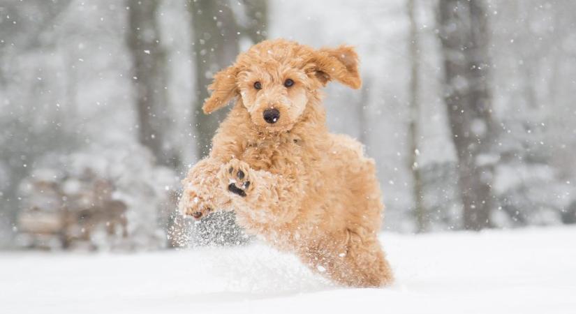 Többet kell ennie a kutyának a téli hidegben?