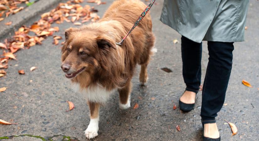 Hasznos tippek kutyásoknak a szilveszteri petárdázás, tűzijáték ellen 2025-ben