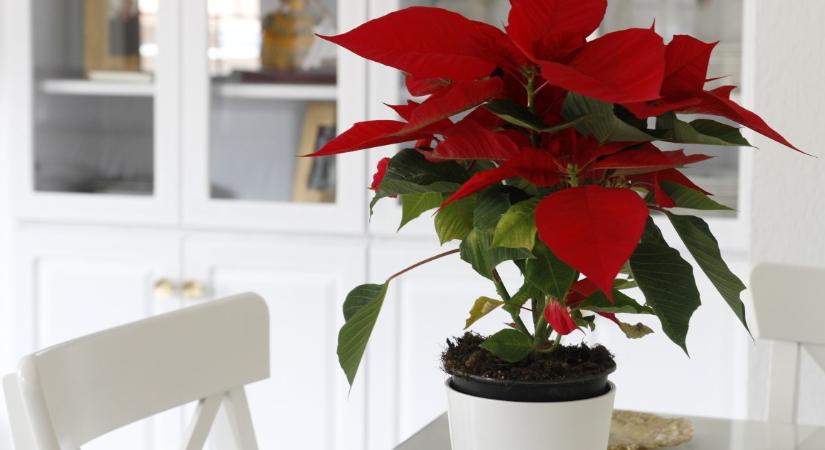 Erre figyelj, hogy az ünnepek után is szép maradjon a mikulásvirág