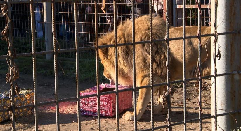 Karácsony meglepetést kaptak az gyöngyösi oroszlánok - így reagáltak az ajándékokra - videóval