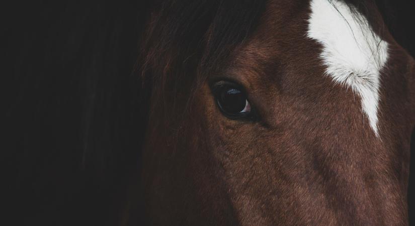 Forráshiány fenyegeti az egyik veszélyeztetett lófajta tartóit