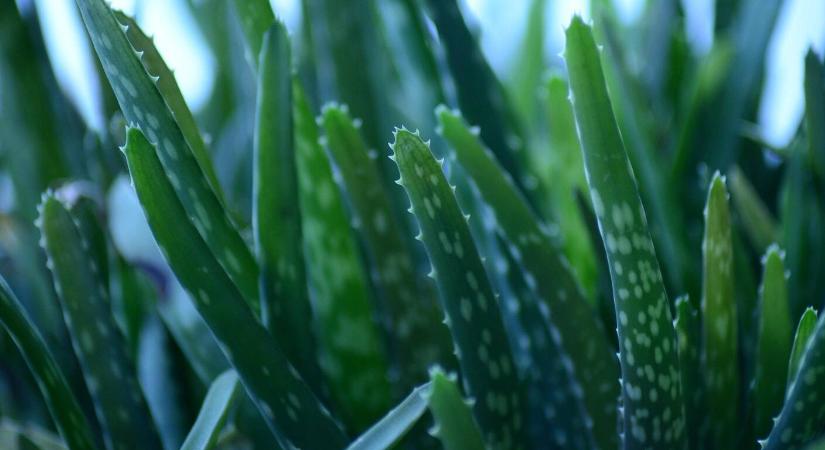 Így szaporítható az aloe vera házilag, biztos sikerrel