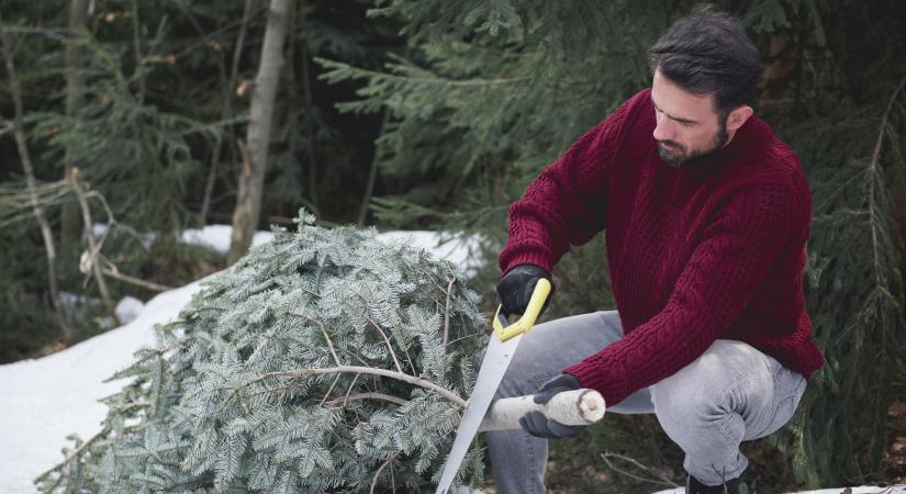 Mit kezdjünk a karácsonyfával az ünnepek után? Mutatjuk, hogyan tudja újrahasznosítani
