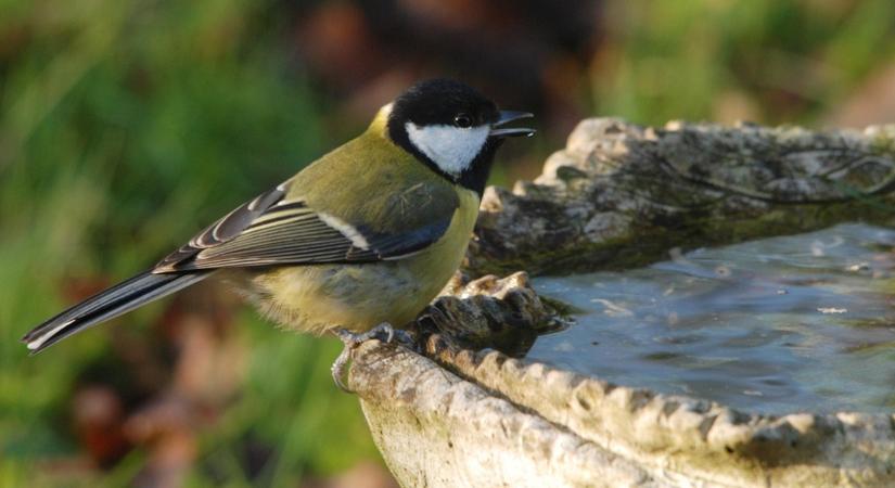 A madarak téli vízigénye – fontosabb, mint hinnéd