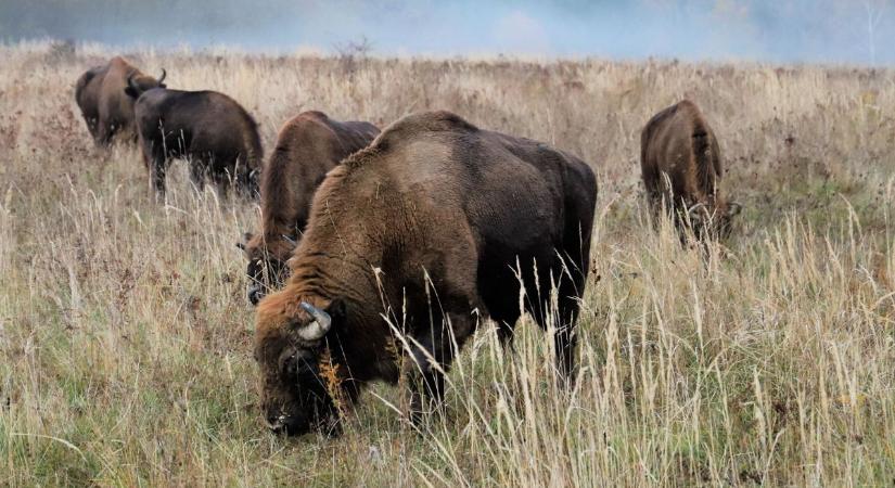 Több, mint 4 milliárd jut az Őrségi Nemzeti Park Igazgatóság fejlesztéseire