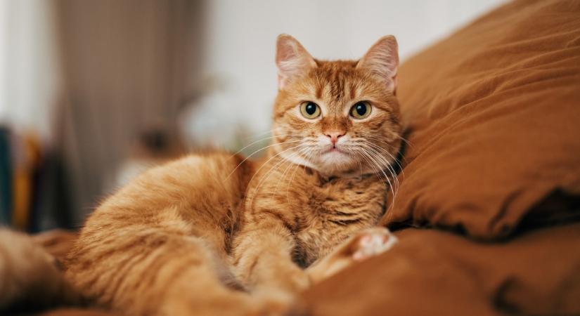 Kvíz: „Nem eszi meg a … a telet” – Tudod, melyik állat hiányzik a mondásokból?