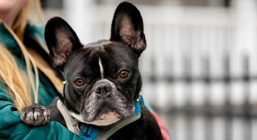 Így szilveszterezz a kutyáddal