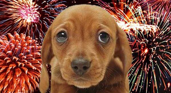 Szilveszteri PetárdaSTOP-ot kérnek az állatvédők