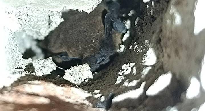 Odújukban lesték meg a vámpír nevet viselő állatokat: szokatlan, amit tesznek